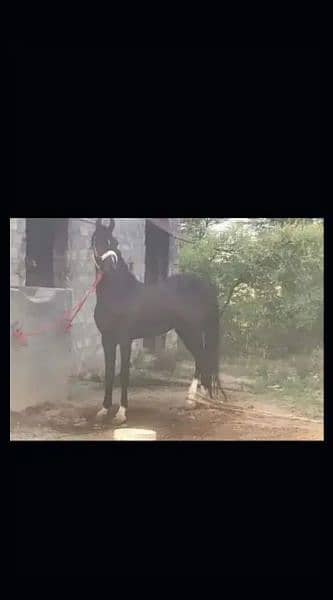 Dasi horse/ Arabic horse/horse for sale 1