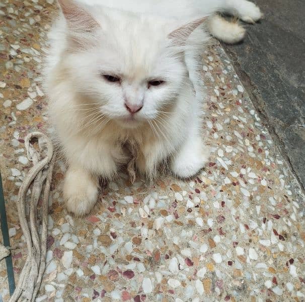 3 female white Persian breeder cats for sale 7