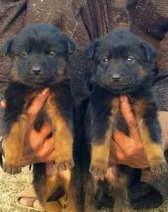 German Dabal coat male female available for sale