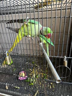 Raw Parrots Breeding Pair ,