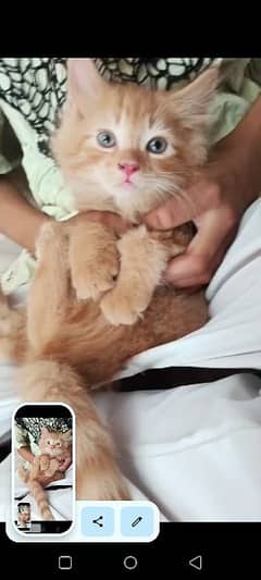 Persian male brown Cat double coat soft fluffy breed brown colour