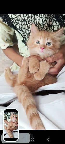 Persian male brown Cat double coat soft fluffy breed brown colour 1