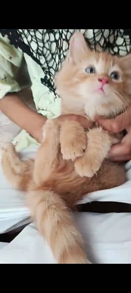 Persian male brown Cat double coat soft fluffy breed brown colour 2