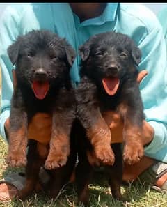 German Shepherd Pair available for sale