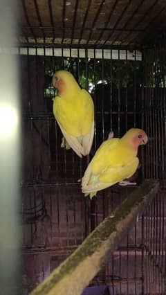 lovebird