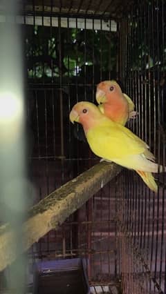 lovebird pathay and breeder pair for sale, contact 03077965568