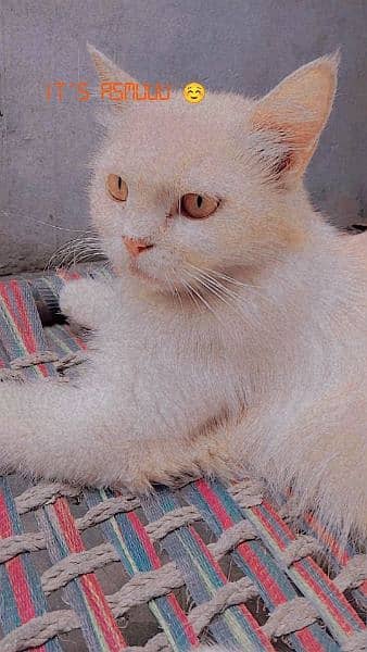 Persian 2 coated female 1