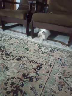 Persian Cat for sale in Islamabad