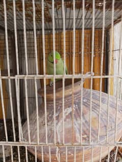 pairs of green parrots