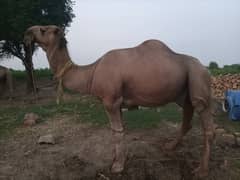 Camel For Sale 0