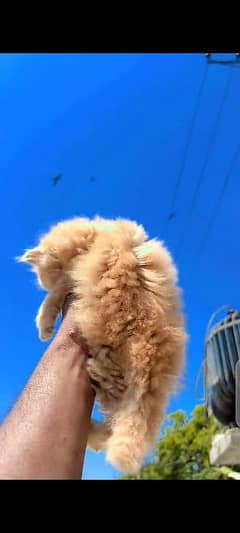 Persian Cat for sale my WhatsApp number 03345814757