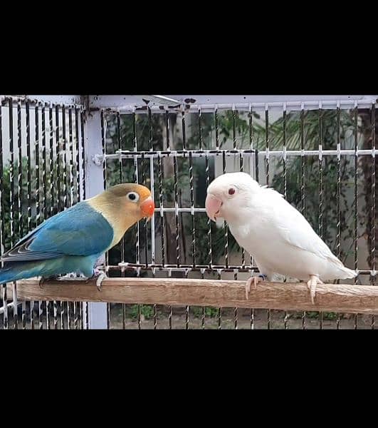 Parblue split ino Albino red eye breeder pair lovebirds 0