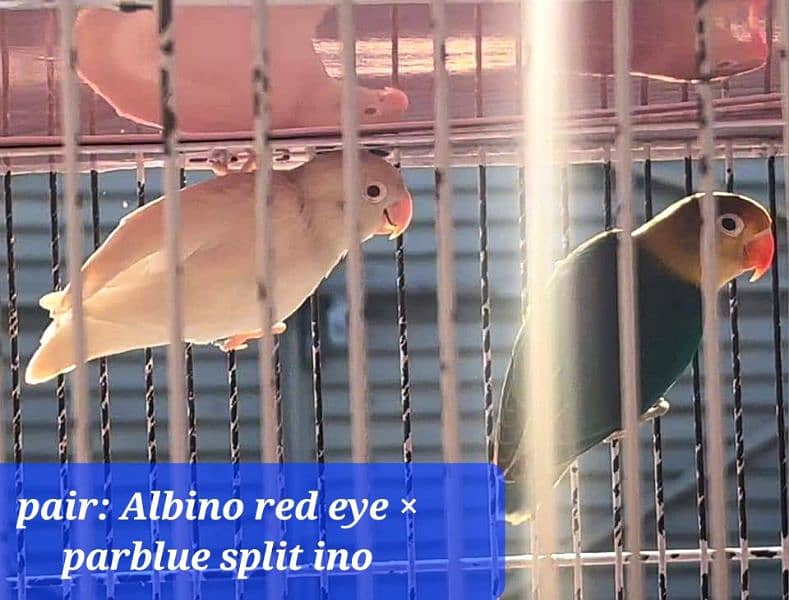 Parblue split ino Albino red eye breeder pair lovebirds 1