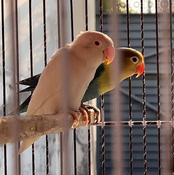 Parblue split ino Albino red eye breeder pair lovebirds 2