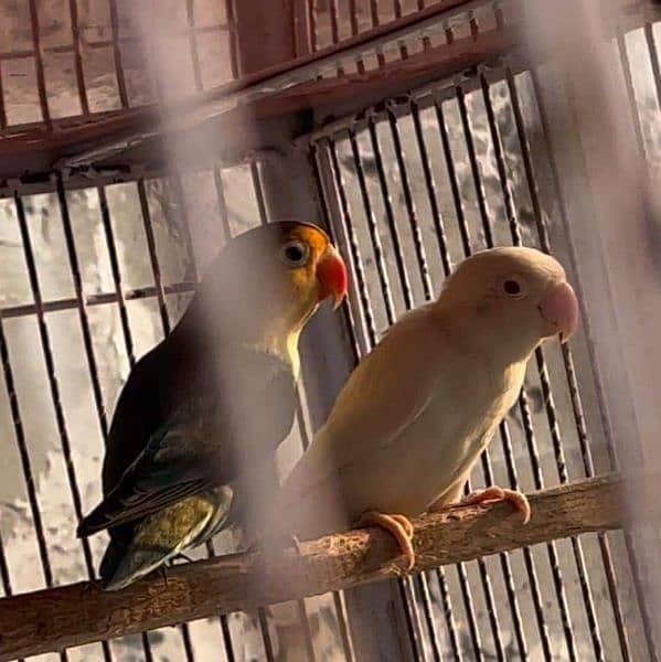 Parblue split ino Albino red eye breeder pair lovebirds 3