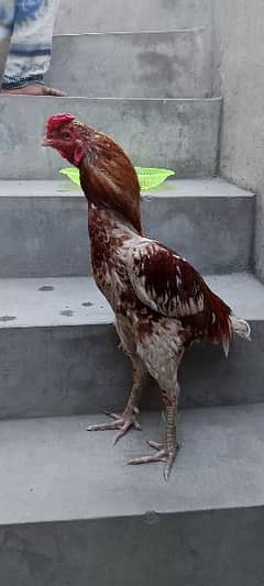 jora hen