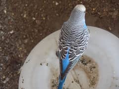 Australian parrot pair for sale 1000Rs