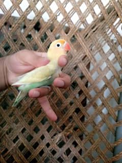 Albino Fisher lutino persanata red eye love birds parrot