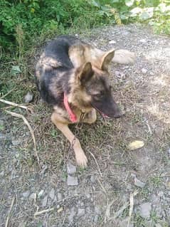 german sheferd female urgent sale 03435286405 whtsapp