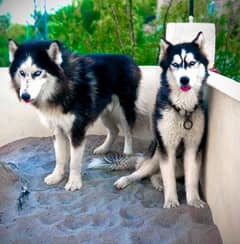 husky male padgree for sale