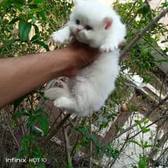 fluffy healthy female kitten