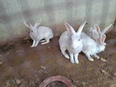 White Rabbits Red Eyes