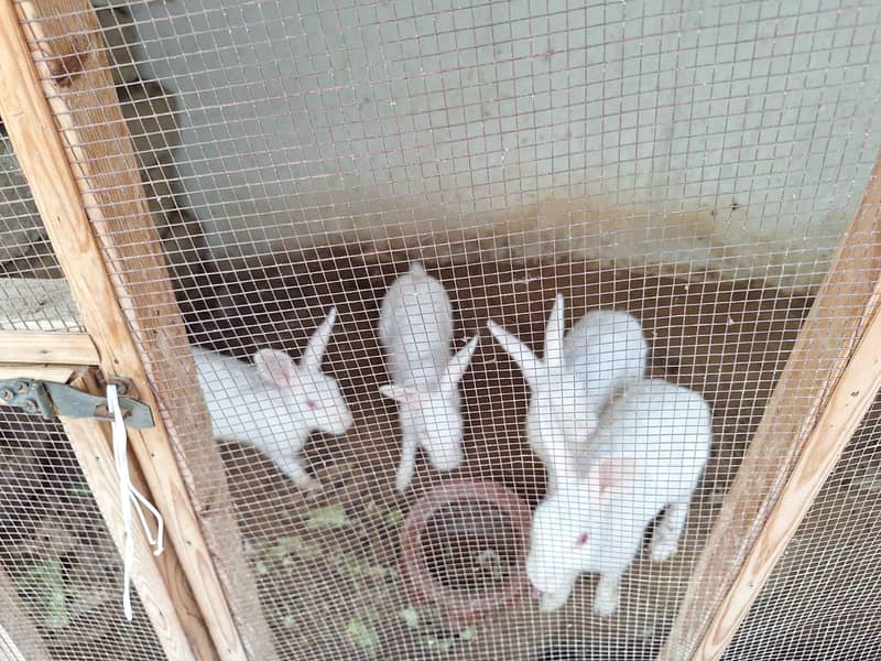 White Rabbits Red Eyes 2