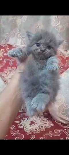 punch face Persian kitten