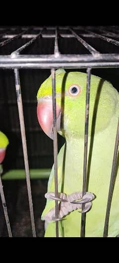 Green/Parrots Pair Available for Sale(Not Tamed)