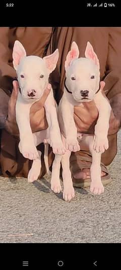 kohait gultair male and female age 50 din for sale available