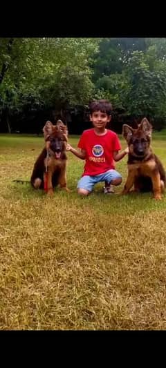 gsd puppies