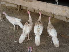 turkey pair for sale pair price 9000