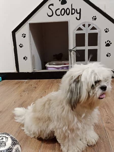 A female shih tzu doggy for sale 0