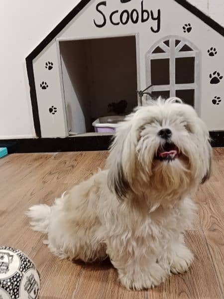 A female shih tzu doggy for sale 1