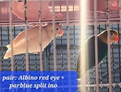 parblue split ino Albino red eye breeder pair Lovebirds 0