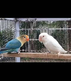 parblue split ino Albino red eye breeder pair Lovebirds