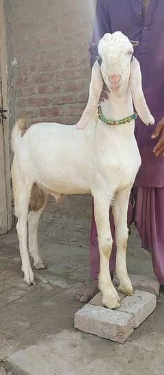 22 Bakray for sale Qurbani 2025