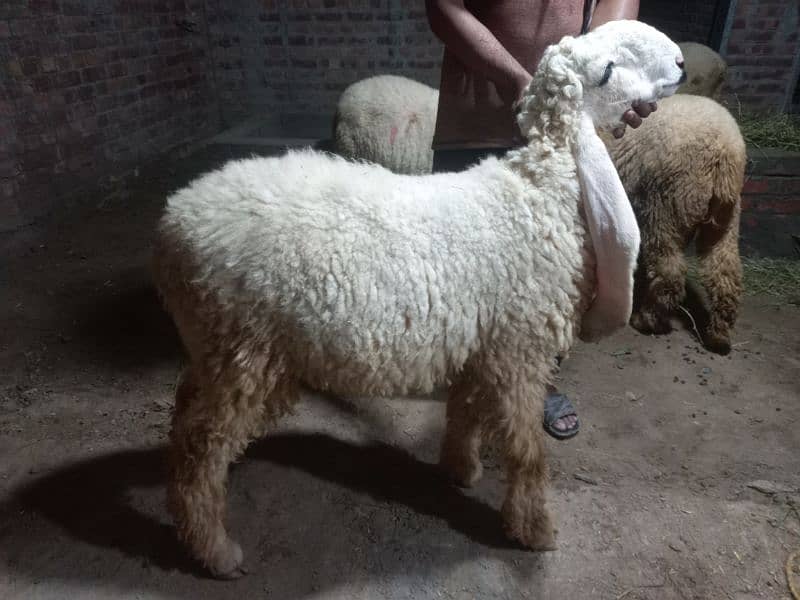 Kajla | Chatra | bakra | sheep | Goat for sale 8