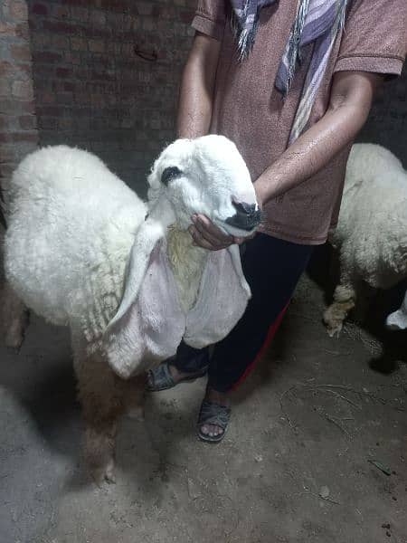 Kajla | Chatra | bakra | sheep | Goat for sale 9