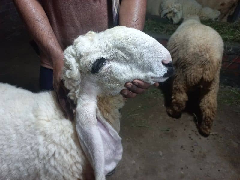 Kajla | Chatra | bakra | sheep | Goat for sale 10