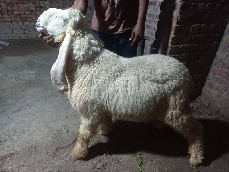 Kajla | Chatra | bakra | sheep | Goat for sale 12