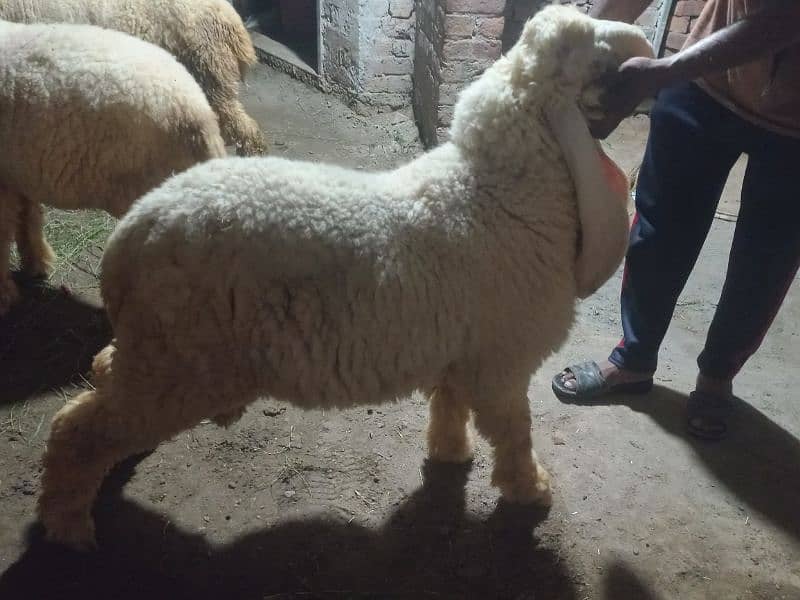 Kajla | Chatra | bakra | sheep | Goat for sale 15