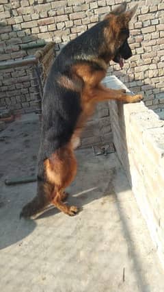 Pedigree Male Available