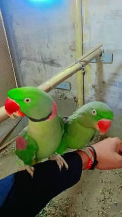 parrot jori