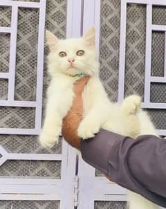 persian kitten looking for a new home