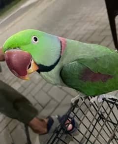 raw parrot talks when in mood