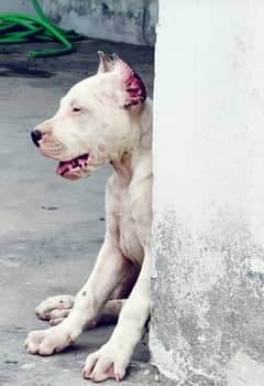 Dogo argentino