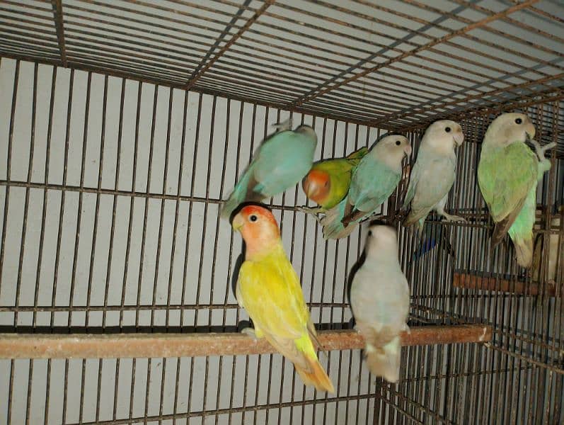 Rosicolli Opline lovebird 1