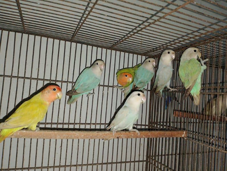 Rosicolli Opline lovebird 2