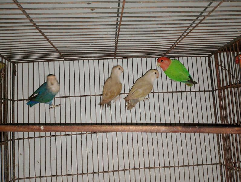 Rosicolli Opline lovebird 4